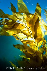 A view of an underwater forest of giant kelp.  Giant kelp grows rapidly, up to 2' per day, from the rocky reef on the ocean bottom to which it is anchored, toward the ocean surface where it spreads to form a thick canopy.  Myriad species of fishes, mammals and invertebrates form a rich community in the kelp forest.  Lush forests of kelp are found through California's Southern Channel Islands, Macrocystis pyrifera, San Clemente Island