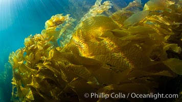 A view of an underwater forest of giant kelp.  Giant kelp grows rapidly, up to 2' per day, from the rocky reef on the ocean bottom to which it is anchored, toward the ocean surface where it spreads to form a thick canopy.  Myriad species of fishes, mammals and invertebrates form a rich community in the kelp forest.  Lush forests of kelp are found through California's Southern Channel Islands, Macrocystis pyrifera, San Clemente Island