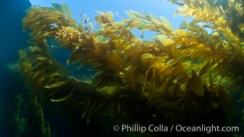 A view of an underwater forest of giant kelp.  Giant kelp grows rapidly, up to 2' per day, from the rocky reef on the ocean bottom to which it is anchored, toward the ocean surface where it spreads to form a thick canopy.  Myriad species of fishes, mammals and invertebrates form a rich community in the kelp forest.  Lush forests of kelp are found through California's Southern Channel Islands, Macrocystis pyrifera, San Clemente Island