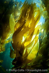 A view of an underwater forest of giant kelp.  Giant kelp grows rapidly, up to 2' per day, from the rocky reef on the ocean bottom to which it is anchored, toward the ocean surface where it spreads to form a thick canopy.  Myriad species of fishes, mammals and invertebrates form a rich community in the kelp forest.  Lush forests of kelp are found through California's Southern Channel Islands, Macrocystis pyrifera, San Clemente Island