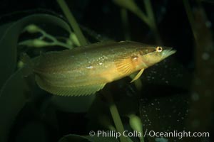 Giant kelpfish in kelp, Heterostichus rostratus, Macrocystis pyrifera, San Clemente Island