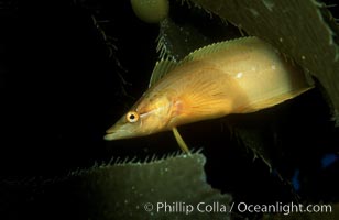 Giant kelpfish hiding amidst kelp fronds, Heterostichus rostratus, Macrocystis pyrifera, San Clemente Island