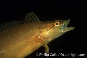 Giant kelpfish, Heterostichus rostratus, Macrocystis pyrifera, San Clemente Island