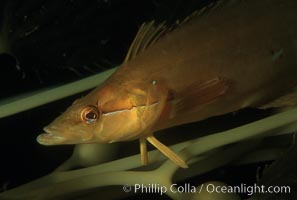 Giant kelpfish, Heterostichus rostratus, Macrocystis pyrifera, San Clemente Island