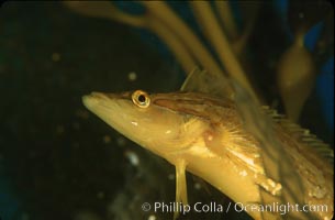 Giant kelpfish in kelp, Heterostichus rostratus, Macrocystis pyrifera, San Clemente Island