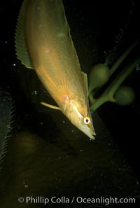 Giant kelpfish in kelp, Heterostichus rostratus, Macrocystis pyrifera, San Clemente Island