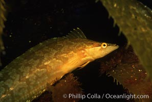 Giant kelpfish in kelp, Heterostichus rostratus, Macrocystis pyrifera, San Clemente Island