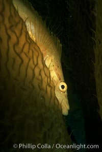 Giant kelpfish in kelp, Heterostichus rostratus, Macrocystis pyrifera, San Clemente Island