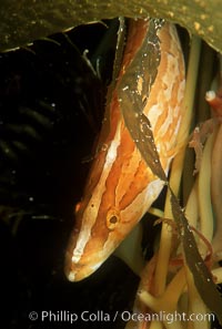 Giant kelpfish in kelp, Heterostichus rostratus, Macrocystis pyrifera, San Clemente Island