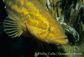 Giant kelpfish in kelp, Heterostichus rostratus, Macrocystis pyrifera, San Clemente Island