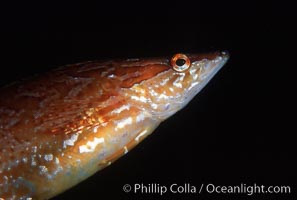 Giant kelpfish in kelp, Heterostichus rostratus, Macrocystis pyrifera, San Clemente Island