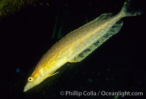 Giant kelpfish, Heterostichus rostratus, San Clemente Island