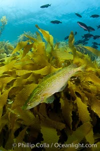 A giant kelpfish swims over Southern sea palms