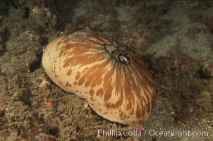 Giant keyhole limpet, San Diego, Megathura crenulata