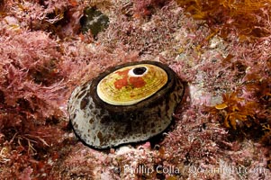 Giant keyhole limpet attached to rock, surrounded by unidentified marine algae, Megathura crenulata, Guadalupe Island (Isla Guadalupe)
