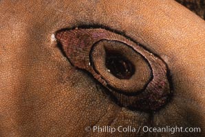 Giant keyhole limpet, San Diego, Megathura crenulata