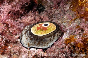 Giant keyhole limpet attached to rock, surrounded by unidentified marine algae, Megathura crenulata, Guadalupe Island (Isla Guadalupe)