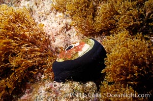 Giant keyhole limpet attached to rock, surrounded by unidentified marine algae, Megathura crenulata, Guadalupe Island (Isla Guadalupe)