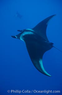 Manta ray. San Benedicto Island (Islas Revillagigedos), Baja California, Mexico, Manta birostris, natural history stock photograph, photo id 02443