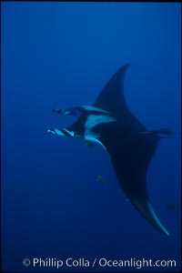 Manta ray. San Benedicto Island (Islas Revillagigedos), Baja California, Mexico, Manta birostris, natural history stock photograph, photo id 02444