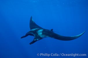 Manta ray, Manta birostris, San Benedicto Island (Islas Revillagigedos)