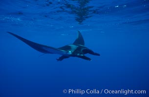 Manta ray, Manta birostris, San Benedicto Island (Islas Revillagigedos)