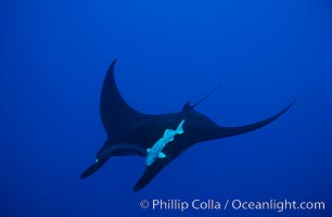 Manta ray, Manta birostris, San Benedicto Island (Islas Revillagigedos)