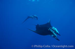 Manta ray, Manta birostris, San Benedicto Island (Islas Revillagigedos)