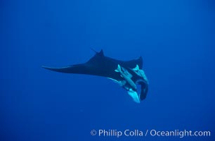 Manta ray with remoras, Manta birostris, Remora, San Benedicto Island (Islas Revillagigedos)