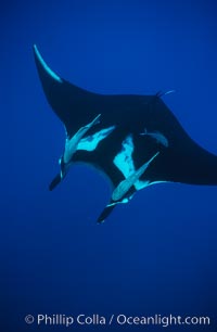 Manta ray with remoras, Manta birostris, Remora, San Benedicto Island (Islas Revillagigedos)