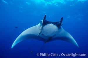 Manta ray, Manta birostris, San Benedicto Island (Islas Revillagigedos)