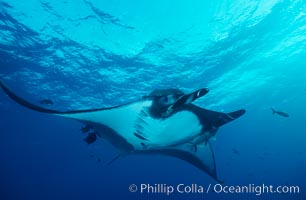 Manta ray, Manta birostris, San Benedicto Island (Islas Revillagigedos)