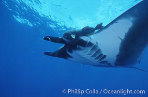 Pacific manta ray with remora, San Benedicto Island, Revilligigedos, Manta birostris, Remora