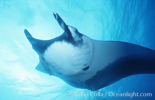 Pacific manta ray with remora, San Benedicto Island, Revilligigedos, Manta birostris, Remora