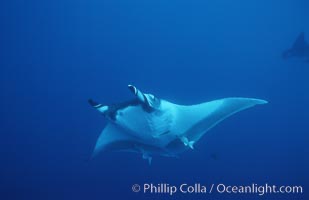 Pacific manta ray with remora, San Benedicto Island, Revilligigedos., Manta birostris, Remora, natural history stock photograph, photo id 06241