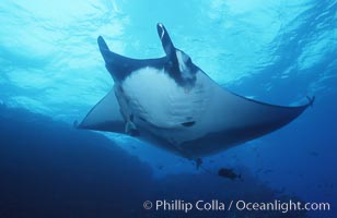 Pacific manta ray with remora, San Benedicto Island, Revilligigedos, Manta birostris, Remora