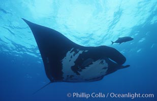 Pacific manta ray with remora, San Benedicto Island, Revilligigedos, Manta birostris, Remora