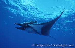 Pacific manta ray with remora, San Benedicto Island, Revilligigedos, Manta birostris, Remora