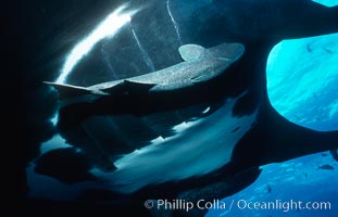 Pacific manta ray with remora, Manta birostris, Remora, San Benedicto Island (Islas Revillagigedos)