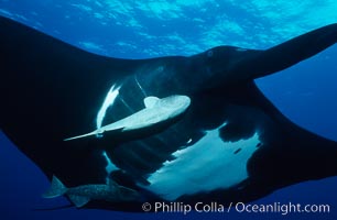 Pacific manta ray with remora, Manta birostris, Remora, San Benedicto Island (Islas Revillagigedos)