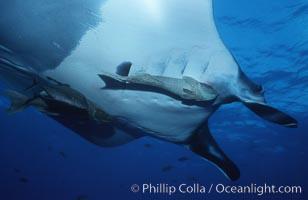 Pacific manta ray with remora, San Benedicto Island, Revilligigedos, Manta birostris, Remora