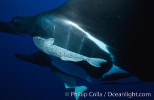 Pacific manta ray with remora. San Benedicto Island (Islas Revillagigedos), Baja California, Mexico, Manta birostris, Remora, natural history stock photograph, photo id 06249