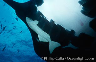 Pacific manta ray with remora, Manta birostris, Remora, San Benedicto Island (Islas Revillagigedos)