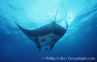 Pacific manta ray with remora, San Benedicto Island, Revilligigedos, Manta birostris, Remora