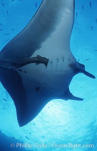 Pacific manta ray with remora, San Benedicto Island, Revilligigedos., Manta birostris, Remora, natural history stock photograph, photo id 06252