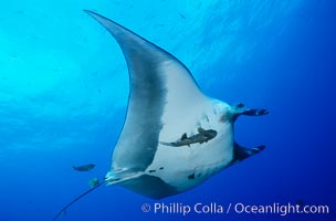 Pacific manta ray with remora, Manta birostris, Remora, San Benedicto Island (Islas Revillagigedos)