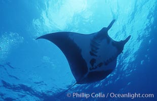 Pacific manta ray with remora, San Benedicto Island, Revilligigedos, Manta birostris, Remora