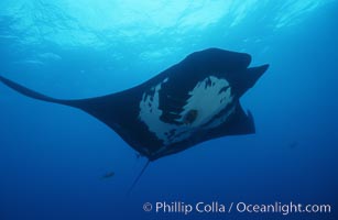 Pacific manta ray with remora, San Benedicto Island, Revilligigedos, Manta birostris, Remora