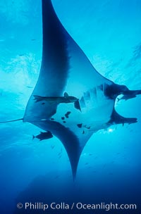 Pacific manta ray with remora, Manta birostris, Remora, San Benedicto Island (Islas Revillagigedos)