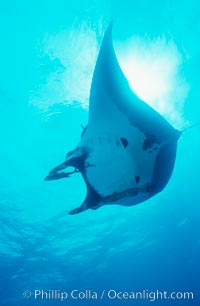 Pacific manta ray with remora. San Benedicto Island (Islas Revillagigedos), Baja California, Mexico, Manta birostris, Remora, natural history stock photograph, photo id 06259